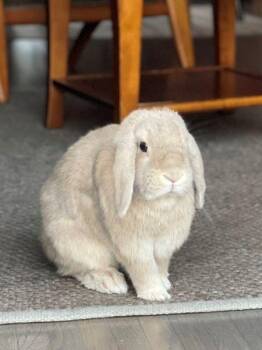 Murphy & Rosie (bonded pair) -  Holland Lop Rabbit for Adoption in Santa Cruz, California - Murphy & Rosie (bonded Pair) | PetCurious