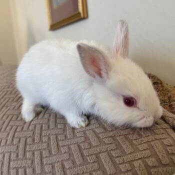 Rescue Florida White Rabbits for Adoption in Napa, California - Henrietta | PetCurious