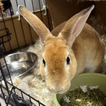 Apricot -  Rex Rabbit for Adoption in Branford, Connecticut - Apricot | PetCurious