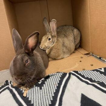 Jenny and Jobu -  American Rabbit for Adoption in Pittsburgh, Pennsylvania - Jenny And Jobu | PetCurious