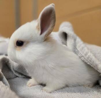 Bernadette -  Rex Rabbit for Adoption in Salinas, California - Bernadette | PetCurious