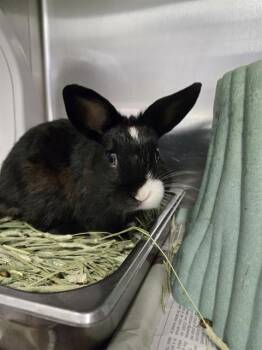 Rescue Hotot Rabbits for Adoption in Tallahassee, Florida - FRED | PetCurious