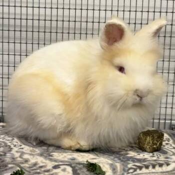 Maureen Rush -  Lionhead and Rex Rabbit for Adoption in Roseville, California - Maureen Rush | PetCurious