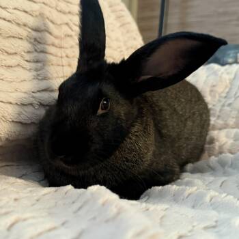 Flopsy -  Bunny Rabbit Rabbit for Adoption in Cambridge, Ontario - Flopsy | PetCurious