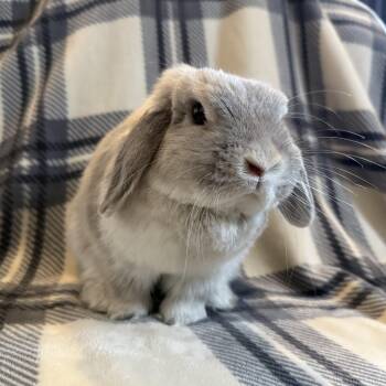 Lop Eared Rabbits Available for Adoption in Cambridge, Ontario - Sage | PetCurious