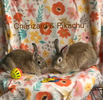 Charizard & Pikachu -  Satin Rabbit Available for Adoption in San Antonio, Texas - Charizard & Pikachu | PetCurious