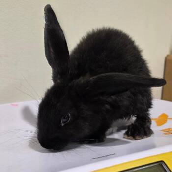 Nugget -  American Rabbit for Adoption in Tampa, Florida - Nugget | PetCurious