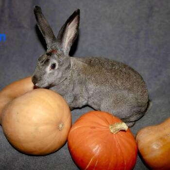 Rescue Bunny Rabbit Rabbits for Adoption in Westbrook, Maine - Ron | PetCurious