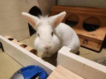 Rescue Bunny Rabbit Rabbits for Adoption in Santa Clara, California - MULLET | PetCurious