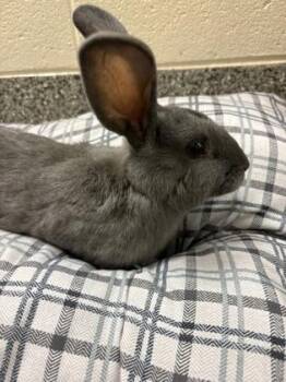 Hayes -  Bunny Rabbit Rabbit for Adoption in Westland, Michigan - Hayes | PetCurious