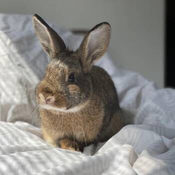 Emerie -  American Rabbit for Adoption in Chicago, Illinois - Emerie | PetCurious