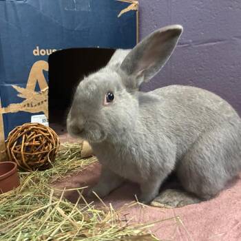 Beezus -  Mini Lop and Lionhead Rabbit for Adoption in Providence, Rhode Island - Beezus | PetCurious