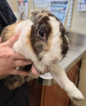 JAZZY -  Bunny Rabbit Rabbit for Adoption in Fort Myers, Florida - JAZZY | PetCurious