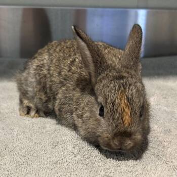 Boromir* -  American Rabbit for Adoption in San Gabriel, California - Boromir* | PetCurious
