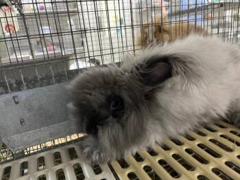Gray -  Angora Rabbit Rabbit for Adoption in Pflugerville, Texas - Gray | PetCurious