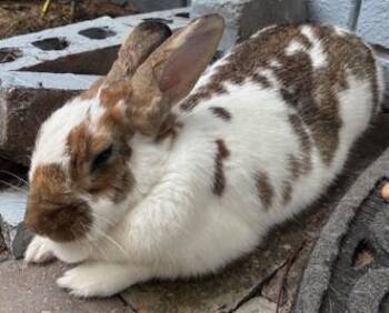 Rescue English Spot Rabbits for Adoption in Navarre, Florida - Leroy Brown | PetCurious