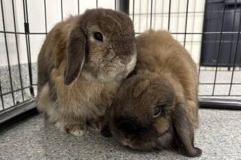 Flopsie -  Holland Lop Rabbit for Adoption in Westford, Massachusetts - Flopsie | PetCurious