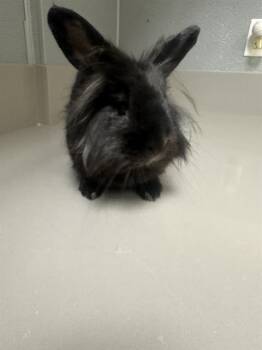 HOP -  Bunny Rabbit Rabbit for Adoption in Las Vegas, Nevada - HOP | PetCurious