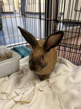 Rusty-Companion To Nugget -  New Zealand Rabbit for Adoption in Stratham, New Hampshire - Rusty-Companion To Nugget | PetCurious