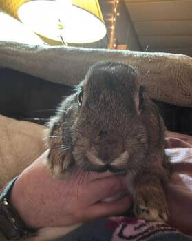 Rescue Bunny Rabbit Rabbits for Adoption in Westbrook, Maine - Zippy | PetCurious