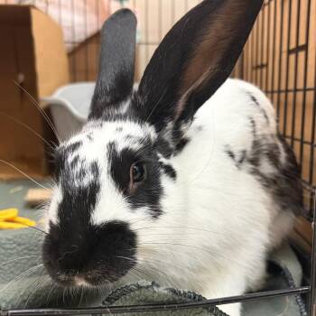 Scooter -  English Spot Rabbit for Adoption in Oshkosh, Wisconsin - Scooter | PetCurious