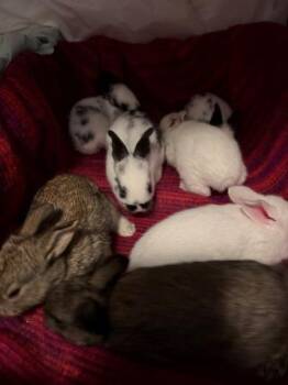 Tatum -  English Spot Rabbit for Adoption in Santa Cruz, California - Tatum | PetCurious