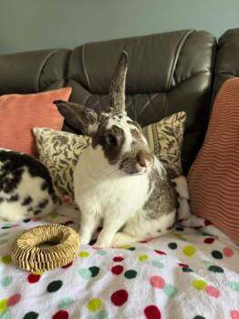 Gobbles and Butterball -  New Zealand Rabbit for Adoption in Saint Charles, Missouri - Gobbles And Butterball | PetCurious