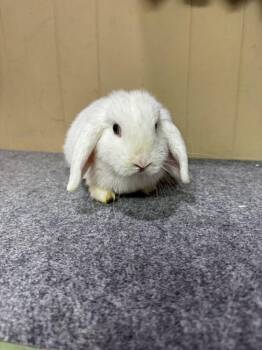 Zeus -  Lop Eared Rabbit for Adoption in Statesboro, Georgia - Zeus | PetCurious