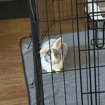 Toast -  Harlequin Rabbit for Adoption in The Woodlands, Texas - Toast | PetCurious