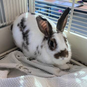 Rescue New Zealand Rabbits for Adoption in Lindon, Utah - Autumn | PetCurious