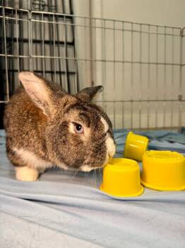Dutch Rabbits Available for Adoption in Pflugerville, Texas - Cakey | PetCurious