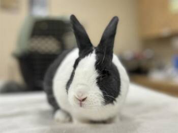 FLOPSY -  Dutch Rabbit for Adoption in Aliquippa, Pennsylvania - FLOPSY | PetCurious