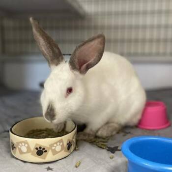 California Dreamin -  Californian Rabbit for Adoption in Wheaton, Illinois - California Dreamin | PetCurious