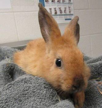 Sophia -  Rex Rabbit for Adoption in Raleigh, North Carolina - Sophia | PetCurious