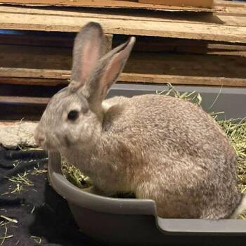 Georgie Girl -  Bunny Rabbit Rabbit for Adoption in Paradis, Louisiana - Georgie Girl | PetCurious