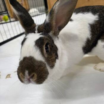 Tillie -  English Spot Rabbit for Adoption in Seymour, Connecticut - Tillie | PetCurious