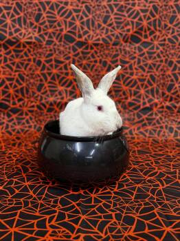 Chester -  Californian Rabbit for Adoption in Jefferson, Louisiana - Chester | PetCurious