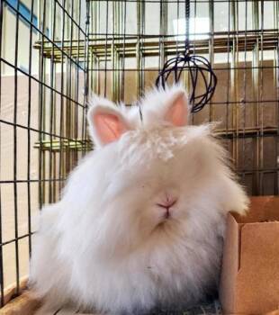 Rose -  Lionhead Rabbit for Adoption in Roseville, California - Rose | PetCurious