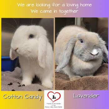 Rescue Holland Lop and Lop Eared Rabbits for Adoption in San Marcos, California - MOCHI And LAVENDER NEED A HOME | PetCurious