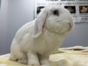 Opal -  Holland Lop Rabbit for Adoption in Westford, Massachusetts - Opal | PetCurious