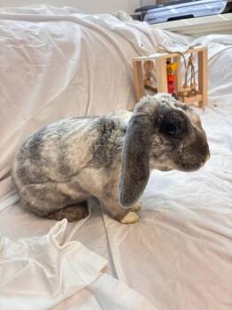 Toulouse -  Mini Lop Rabbit for Adoption in Pflugerville, Texas - Toulouse | PetCurious