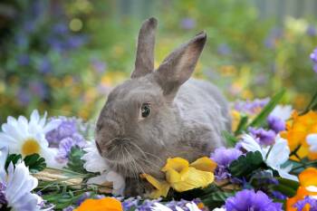 Peter (South Surrey) -  Bunny Rabbit Rabbit for Adoption in Vancouver, British Columbia - Peter (South Surrey) | PetCurious