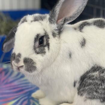Rhinelander Rabbits Available for Adoption in Kanab, Utah - Mel | PetCurious