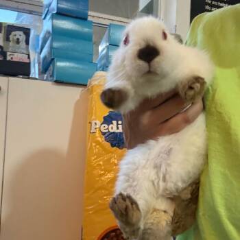 Himalayan Rabbits Available for Adoption in Tampa, Florida - Dolly | PetCurious