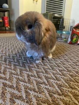 Pumpkin -  Lop Eared Rabbit for Adoption in Santa Cruz, California - Pumpkin | PetCurious