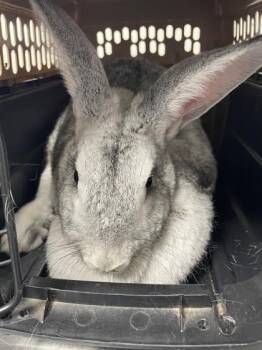 Barnaby 833-26 -  Chinchilla and Bunny Rabbit Rabbit for Adoption in Cumming, Georgia - Barnaby 833-26 | PetCurious
