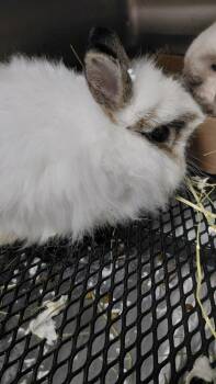 George -  Lop Eared Rabbit for Adoption in Cincinnati, Ohio - George | PetCurious