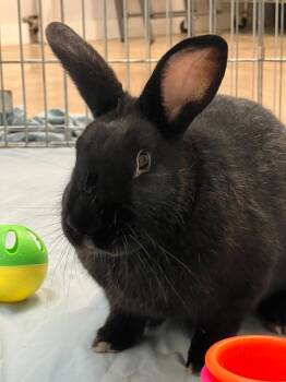 Rescue New Zealand Rabbits for Adoption in Pflugerville, Texas - Knox | PetCurious