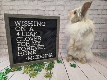 Lionhead Rabbits Available for Adoption in Columbus, Ohio - McKenna | PetCurious