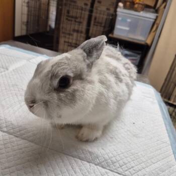 Smalls -  Bunny Rabbit Rabbit for Adoption in Gansevoort, New York - Smalls | PetCurious